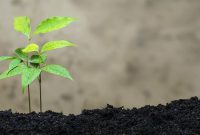 Eco-Friendly Hardware and Green Marketing Revolution